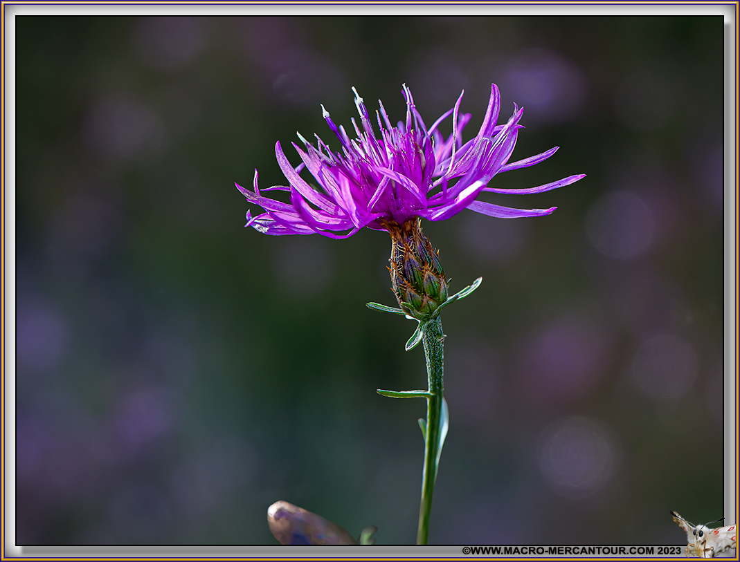 Centaurée en panicule